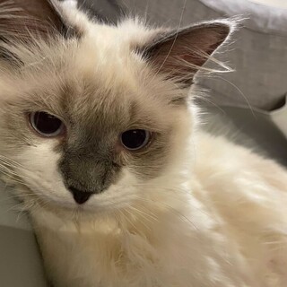 ラグドール♂9ヶ月