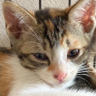 さみしがりやの三毛子猫　ナナちゃん