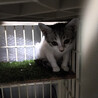 白グレーの子猫の里親募集 サムネイル3