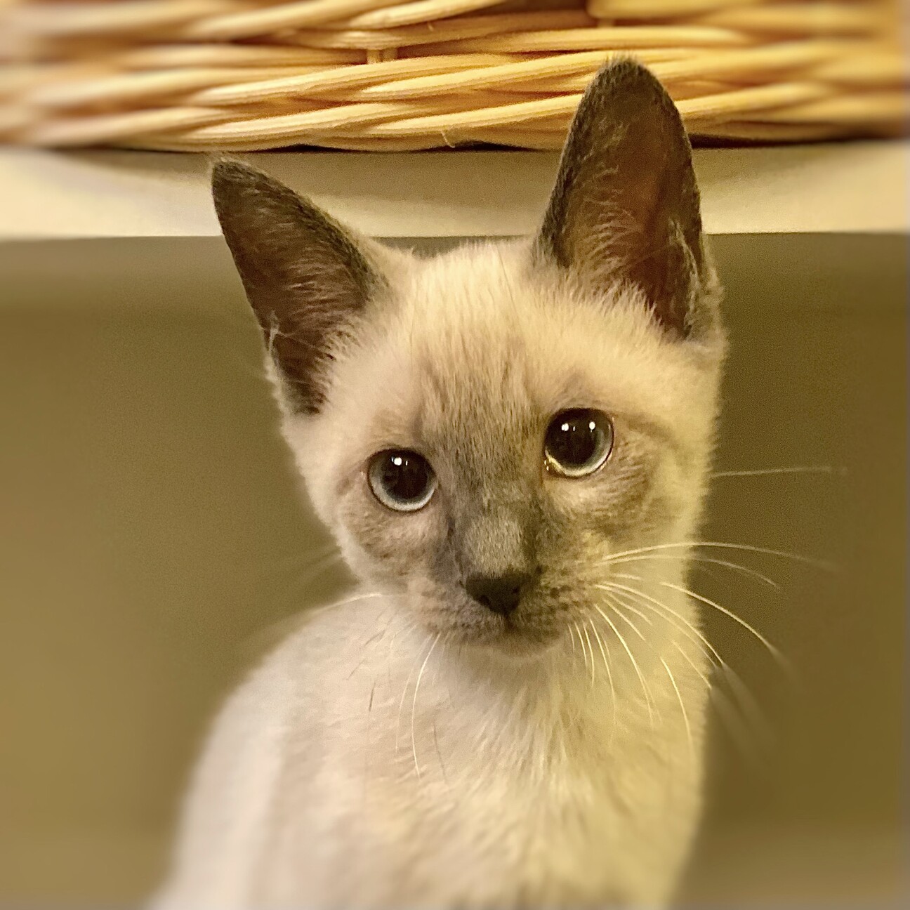 募集一時停止中】おこめ君」栃木県 - 猫の里親募集(378292) :: ペット 