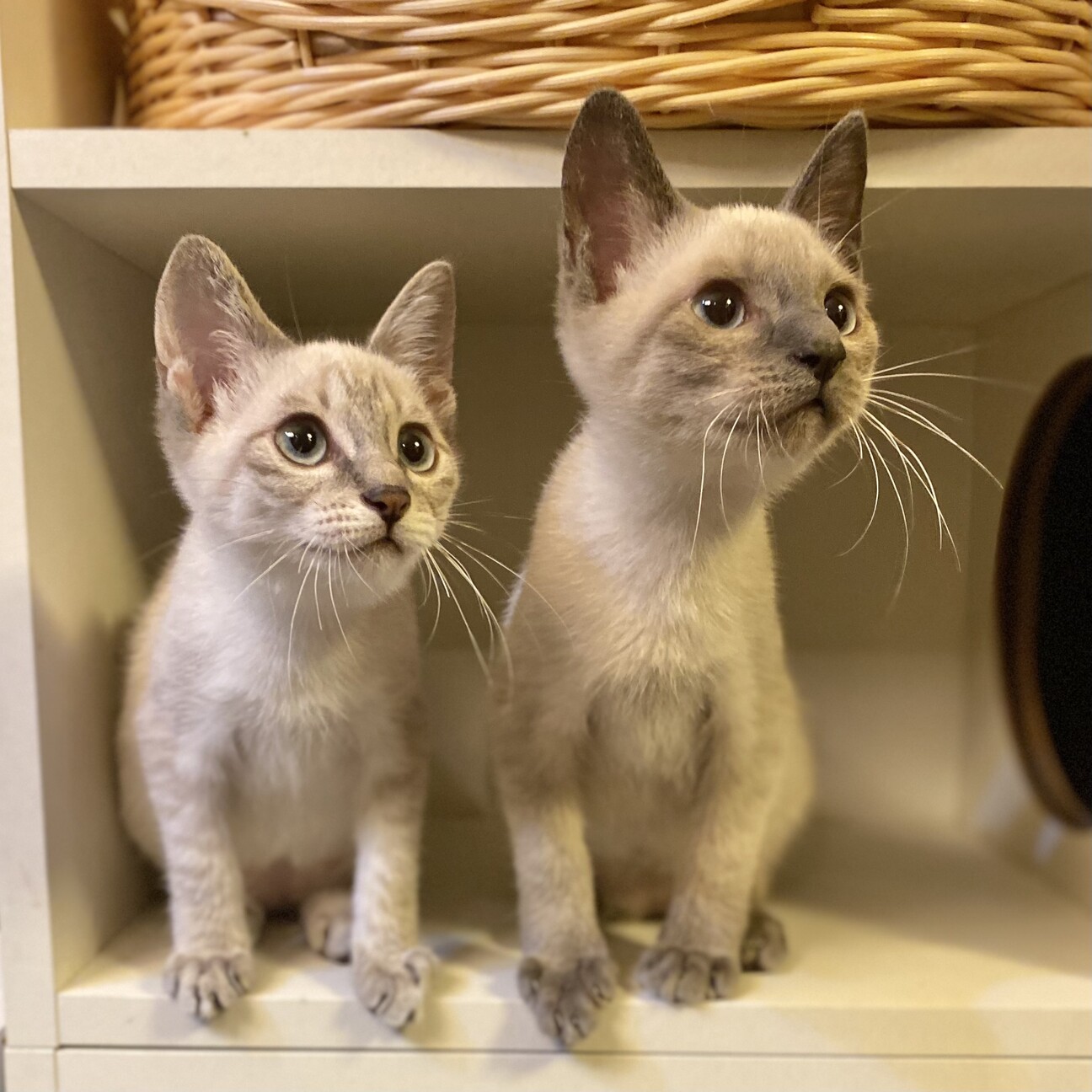 募集一時停止中】おこめ君」栃木県 - 猫の里親募集(378292) :: ペット