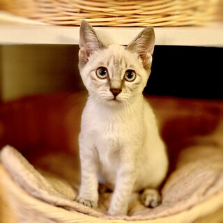 【募集一時停止中】おみそちゃん