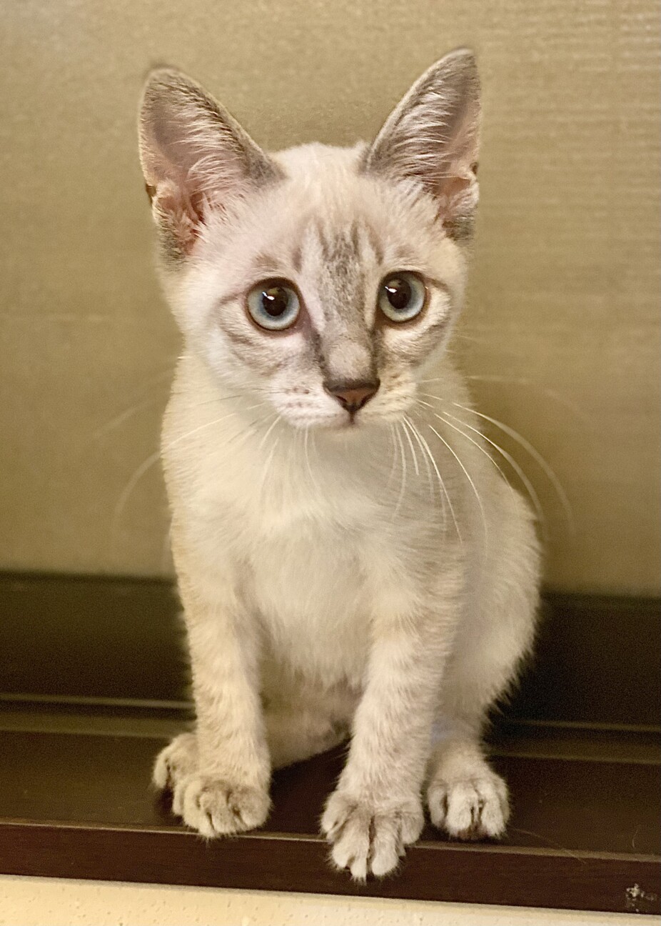 募集一時停止中】おみそちゃん」栃木県 - 猫の里親募集(378294 