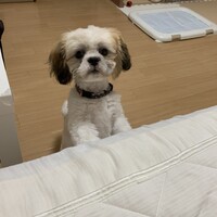 ててまる