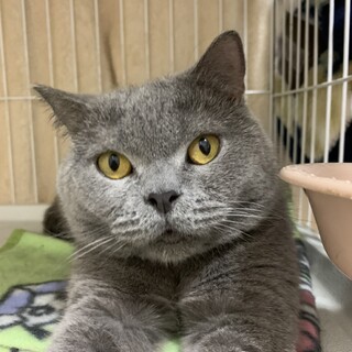 決定☆『リブティ』大きな体でかなりの甘えん坊