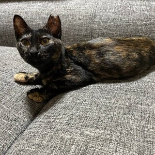 笑が起こるサビちゃん