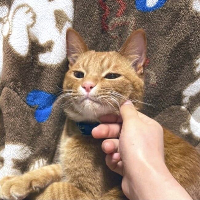 ろちこのカバー写真