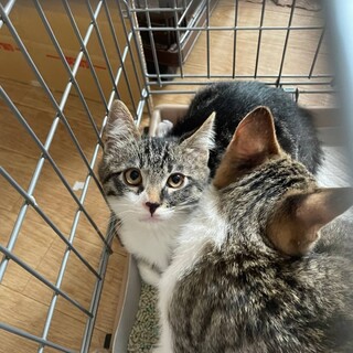 フワモコ可愛い子猫