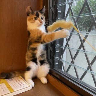 愛くるしい三毛子猫のドロシーちゃん