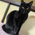 ちょっぴり恥ずかしがり屋な黒豹柄ノアくん☆