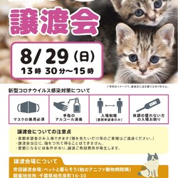 保護ねこの譲渡会