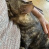 白血病陽性　アメショ柄の甘えん坊❗️ サムネイル2