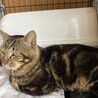 白血病陽性　アメショ柄の甘えん坊❗️ サムネイル4