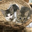 子猫２匹同時に里親さんになって頂ける方