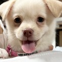 MIXの子犬の女の子ソフトちゃん