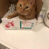 にゃに
