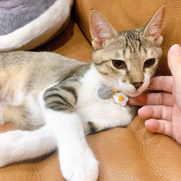 鼻の横にホクロのような柄があります❤️