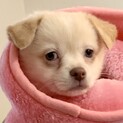 MIXの子犬の女の子アイスちゃん