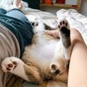 肉球❤️