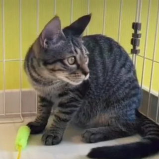 きじトラ｢おっしー｣ 20s43