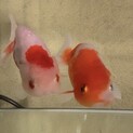 らんちゅう。桜錦。２匹の里親募集。