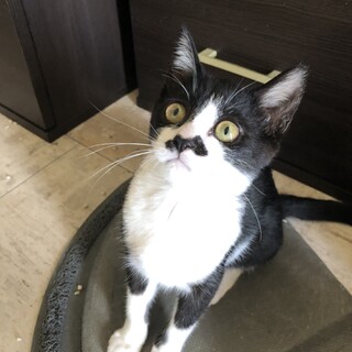 ヒゲのきいちゃん、元気いっぱいのコロコロ女子★