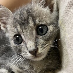 保護猫