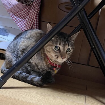 もしも…杏雷ママが病気になったら…あたしがしっかりしないと！