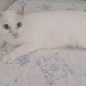殺処分寸前での引き出しです人馴れしてます