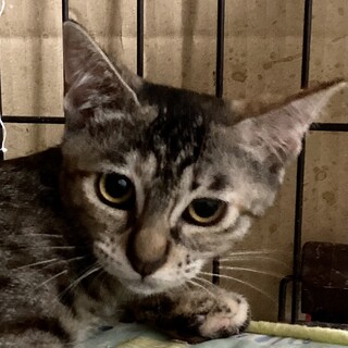 めっちゃ家族欲しいの❗️ほのかちゃん5ヶ月