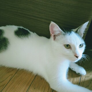 初めての飼育に最適な美男子の男の子！！