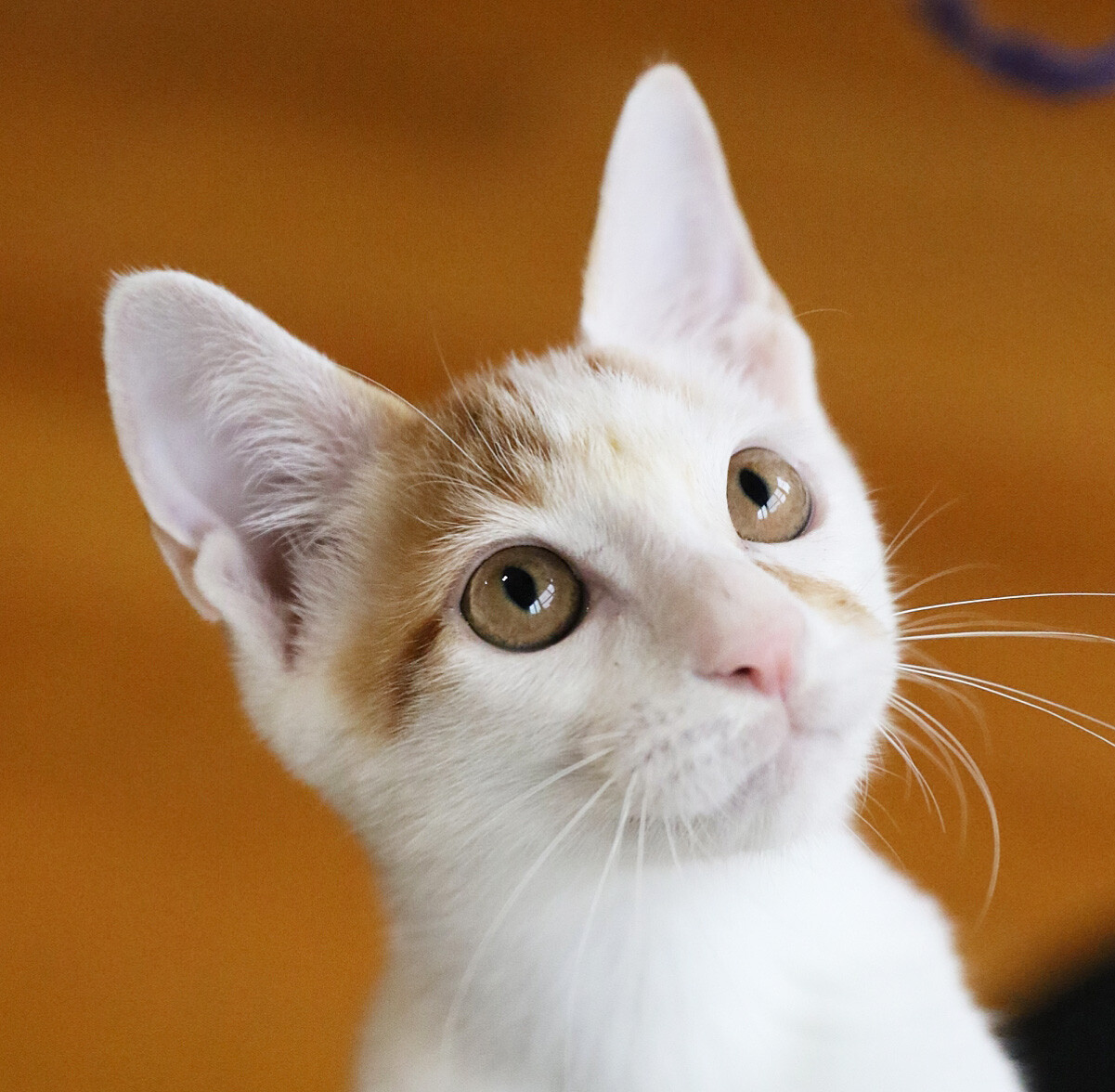 抱っこ大好き♡人間も猫も大好き♡甘えん坊リンちゃん サムネイル3