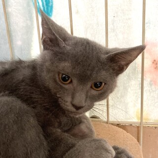 シャーしたっていいじゃない猫だもの。グリくん3ヶ月