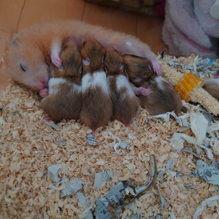 ゴールデンハムスターの里親さん募集