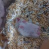 ゴールデンハムスターの里親さん募集 サムネイル4