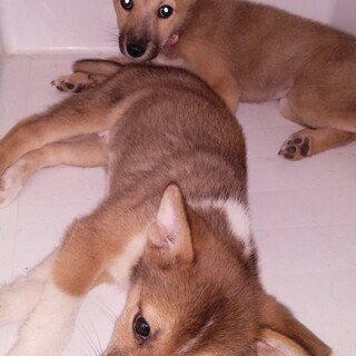 2ヶ月ぐらいの子犬