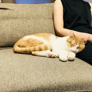 猫飼育始めての方にもオススメ！【京都市】