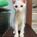 18.19.20見学会　白猫ブルーアイのレンくん