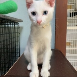 18.19.20見学会　白猫ブルーアイのレンくん