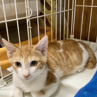愛は地球と猫を救う！と良いな。テラくん5ヶ月