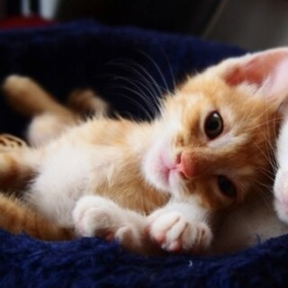 賢くて甘えん坊の茶トラ、シンバくん