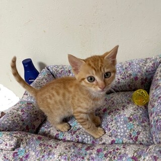 なつこさ抜群茶トラ男子