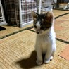 知り合いからの紹介で里親さんが見つかりました サムネイル2