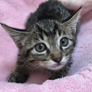 甘えん坊のキジ猫ペック君