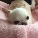 チワワ 男の子  仮名 コンちゃん