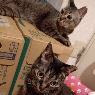 多頭崩壊レスキュー！甘えん坊な姉妹猫！