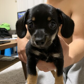 チワックス男の子