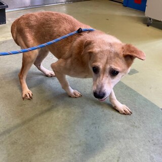 多頭崩壊からのセンター収容　【仮名　りり】