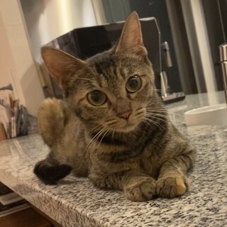 美猫のチャイさん