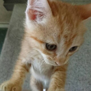 茶トラ2ヶ月の男の子